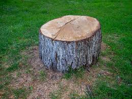 Harris Hill, NY Tree Care Company