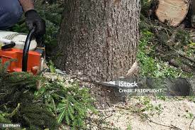How Our Tree Care Process Works  in  Harris Hill, NY