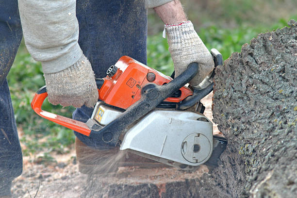 Leaf Removal in Harris Hill, NY
